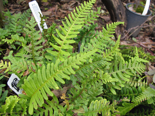 Polypode commun