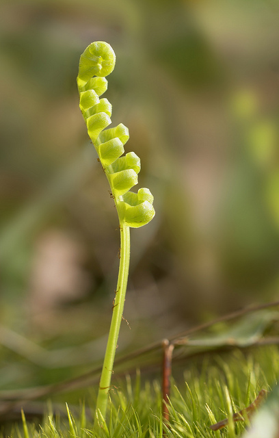 Polypode commun