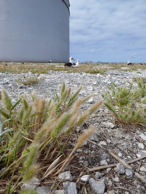 Polypogon de montpellier (Polypogon monspeliensis)