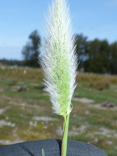 Polypogon de montpellier