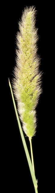 Polypogon de montpellier