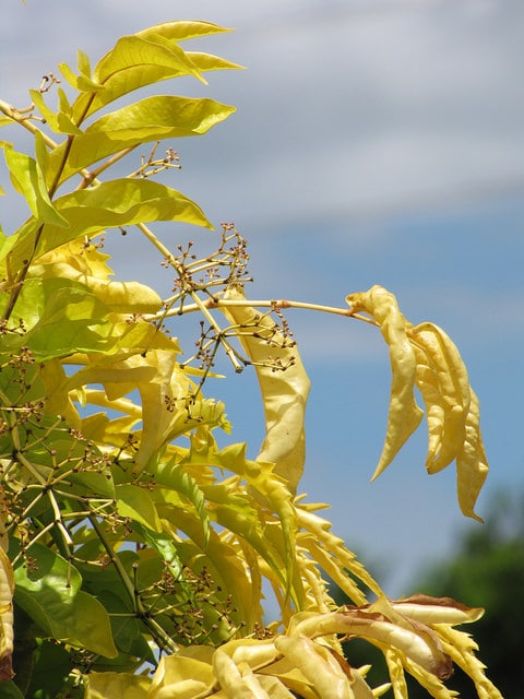 Polyscias filicifolia