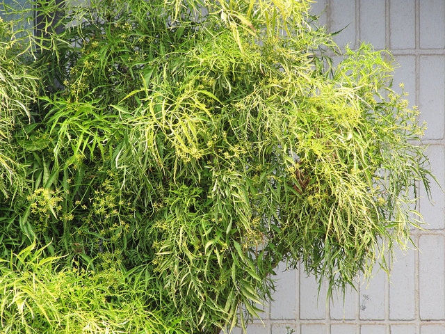 Polyscias filicifolia
