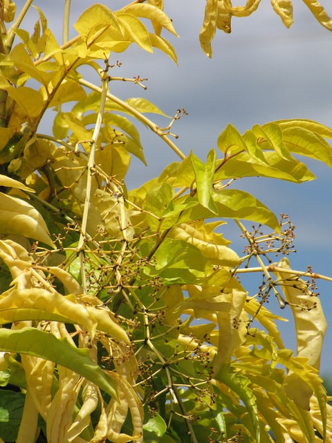 Polyscias filicifolia