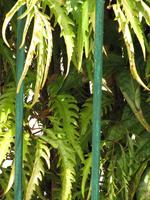 Polyscias filicifolia