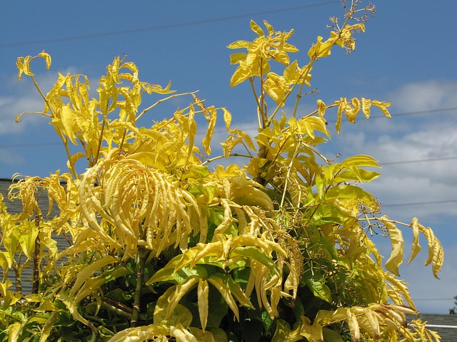 Polyscias filicifolia