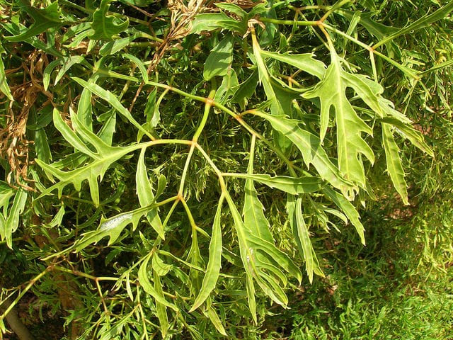 Polyscias ligneux