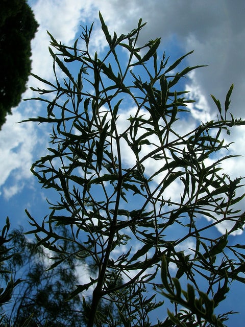 Polyscias ligneux