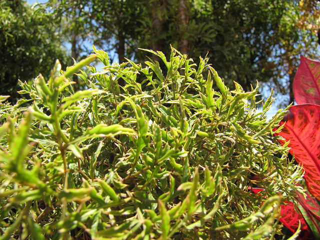 Polyscias ligneux