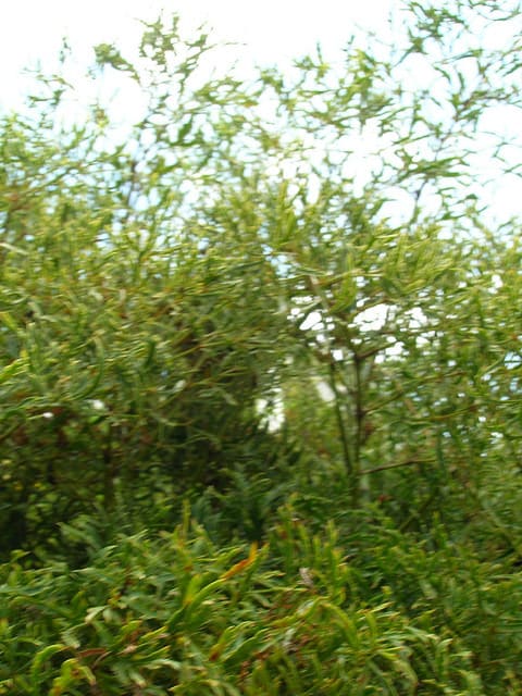 Polyscias ligneux