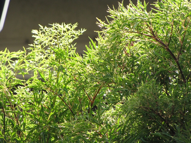 Polyscias ligneux