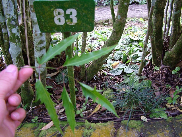 Polyscias ligneux (Polyscias fruticosa)