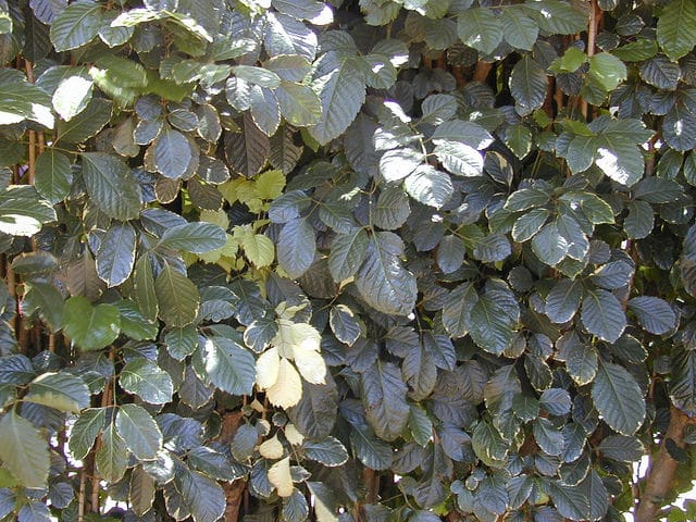 Polyscias guilfoylei