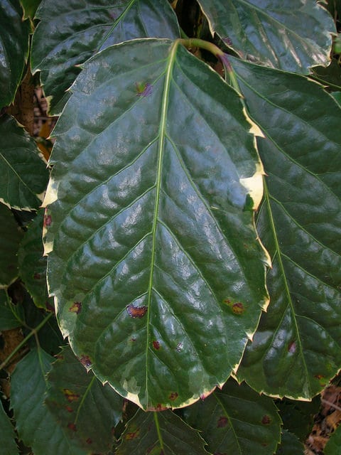 Polyscias guilfoylei