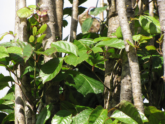 Polyscias guilfoylei