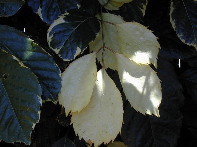 Polyscias guilfoylei