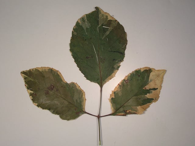 Polyscias guilfoylei