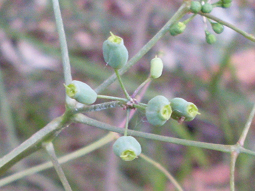 Polyscias sambucifolia
