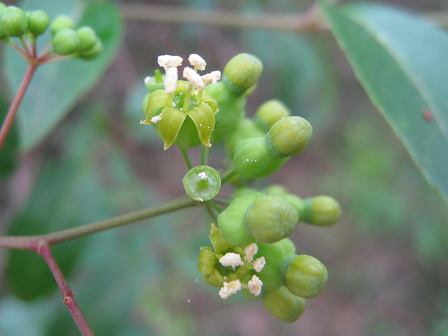 Polyscias sambucifolia