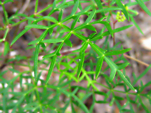 Polyscias sambucifolia