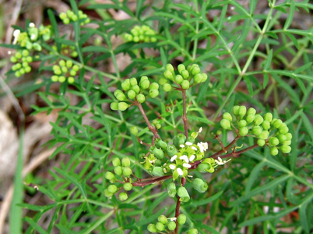 Polyscias sambucifolia