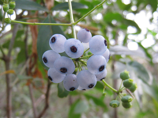 Polyscias sambucifolia