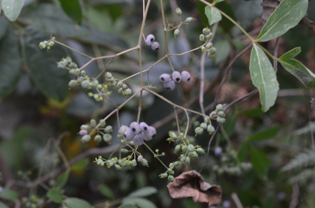 Polyscias sambucifolia (Polyscias sambucifolia)
