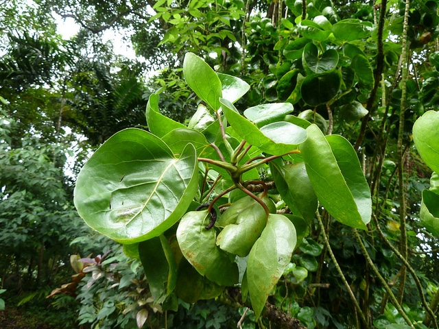 Polyscias scutellaria