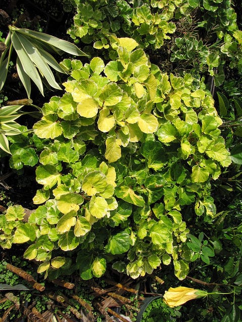 Polyscias scutellaria