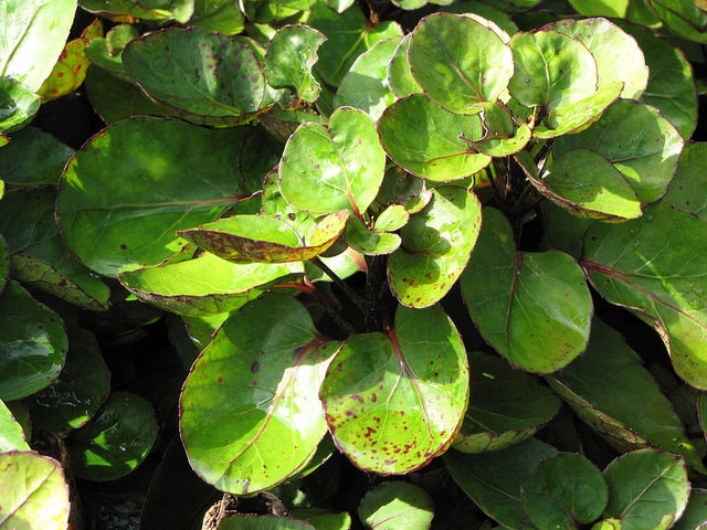 Polyscias scutellaria