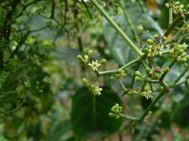 Polyscias scutellaria (Polyscias scutellaria)