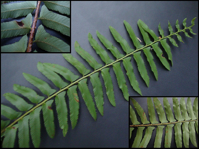 Fougère de noël (Polystichum acrostichoides)