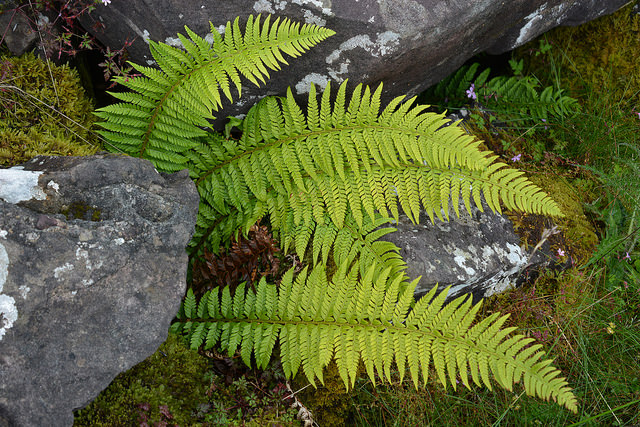 Polystic à aiguillons