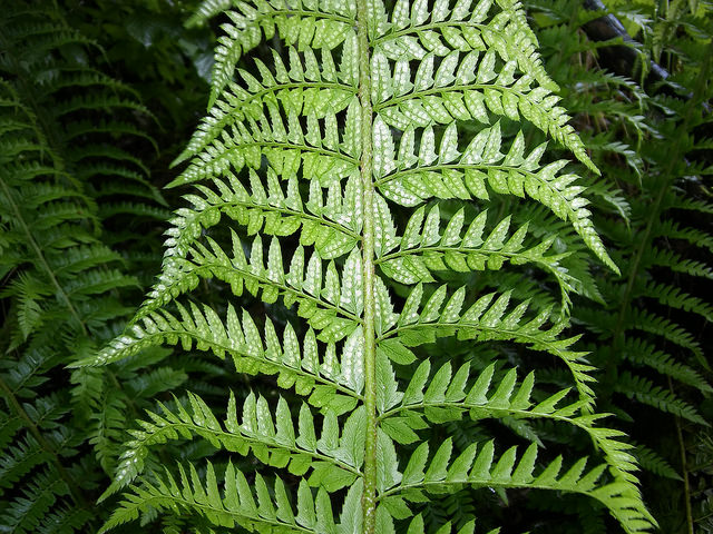 Polystic à aiguillons