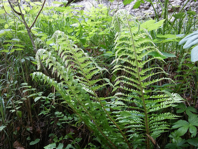 Polystic à aiguillons