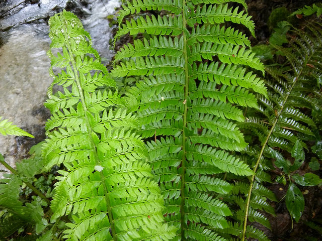Polystic à aiguillons