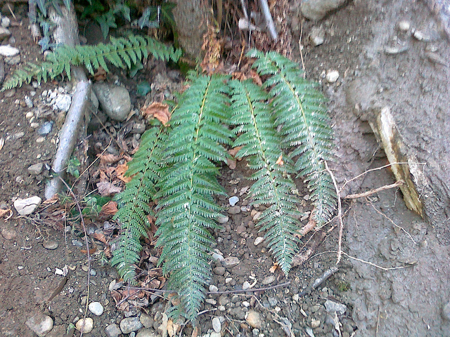 Polystic à aiguillons