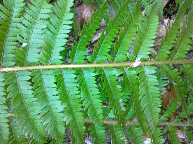 Polystic à aiguillons (Polystichum aculeatum)