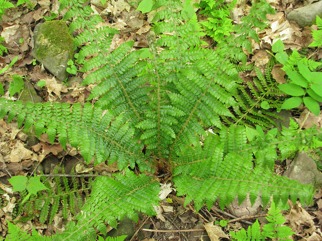 Polystic de braun (Polystichum braunii)