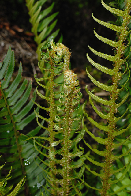 Polystic