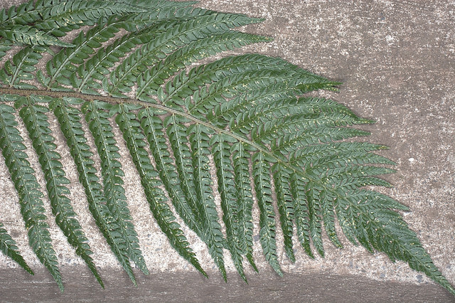 Polystic à frondes soyeuses (Polystichum setiferum)