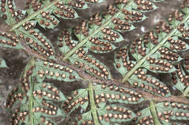 Polystic à frondes soyeuses