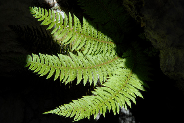 Polystic à frondes soyeuses
