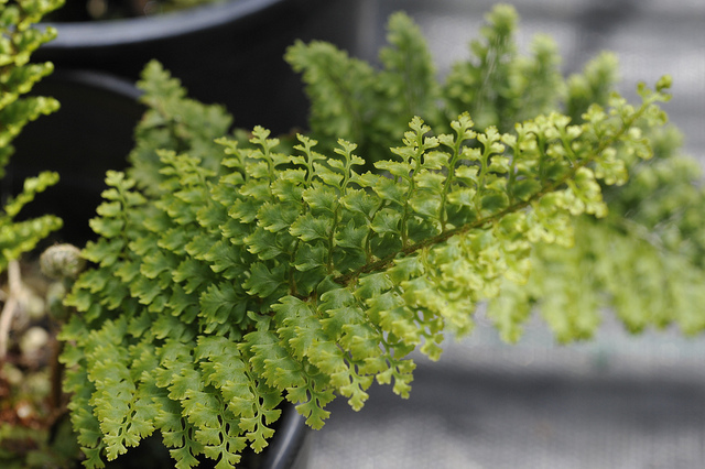 Polystic à frondes soyeuses