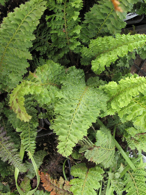 Polystic à frondes soyeuses