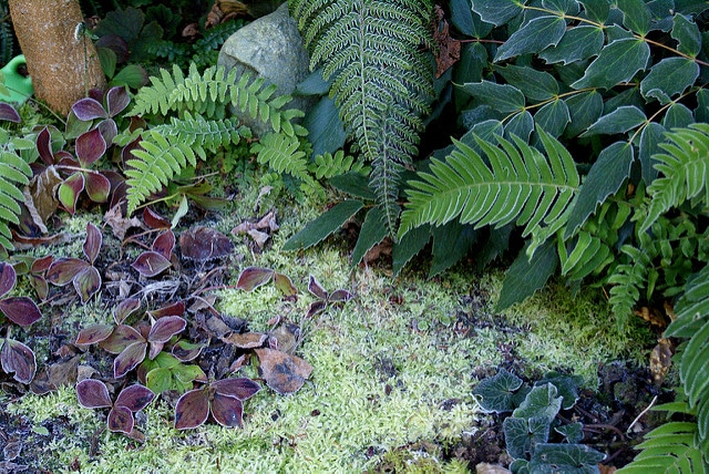 Aspidée de corée (Polystichum tsus-simense)