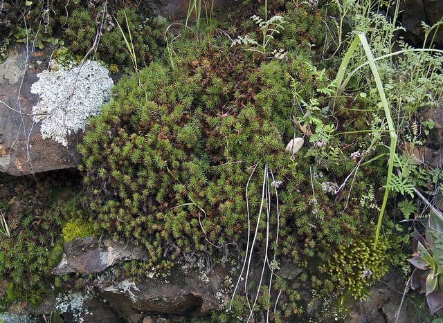 Polytric genévrier