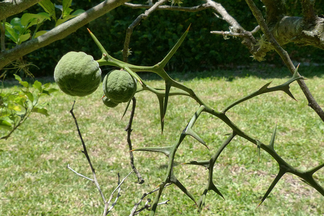 Citronnier épineux