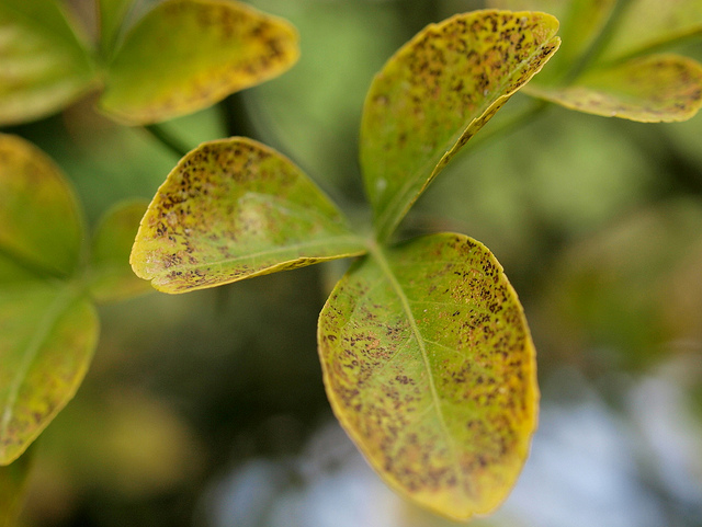 Citronnier épineux