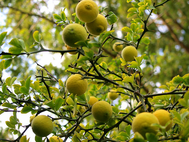 Citronnier épineux